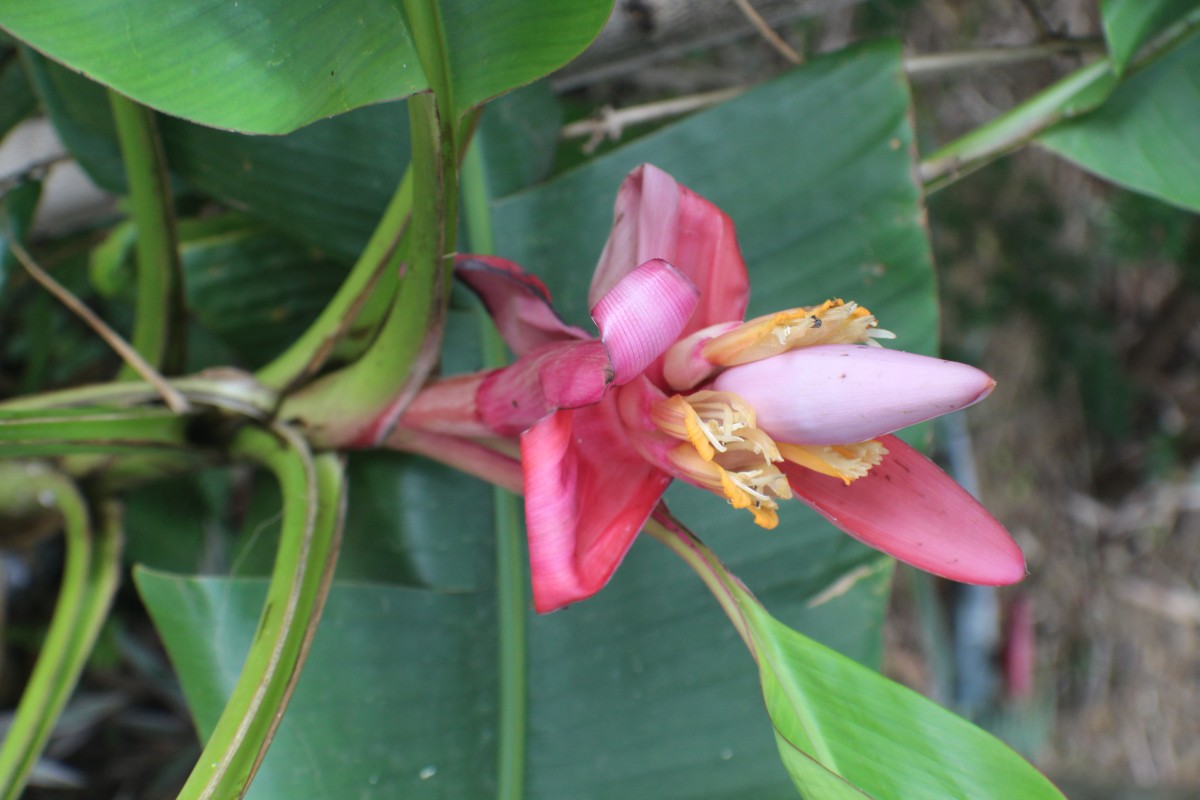 Musa velutina H.Wendl. & Drude